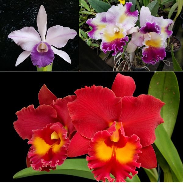 Three Medium size Cattleya Combo