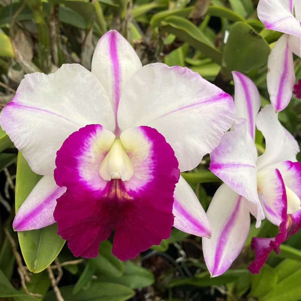 Cattleya LC. Men Robert 'Strait' - Image 3