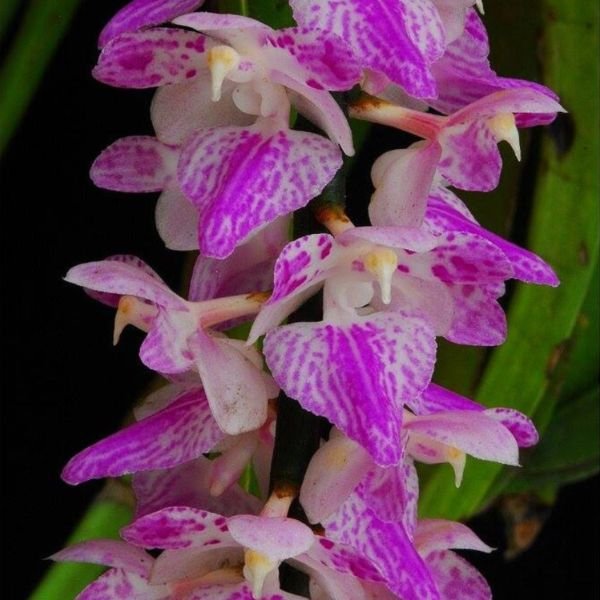 Aerides Multiflora Orchid - Image 8