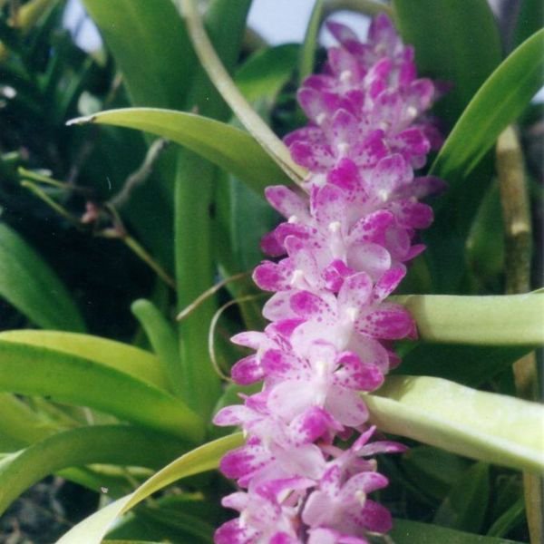 Aerides Multiflora Orchid - Image 9