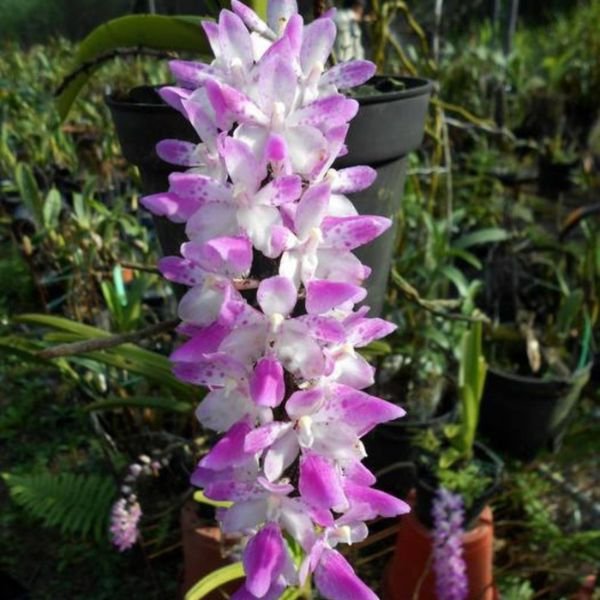 Aerides Multiflora Orchid - Image 10
