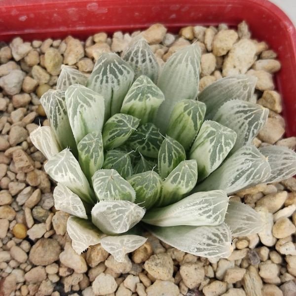Haworthia Cooperi Var. Pilifera - Image 3
