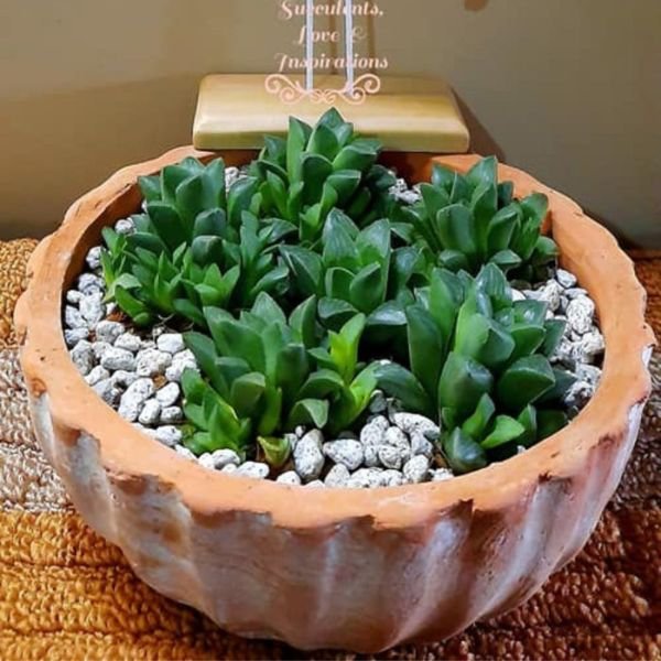 Haworthia Retusa - Image 4