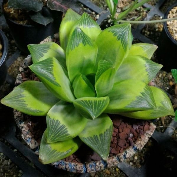 Haworthia Retusa - Image 2