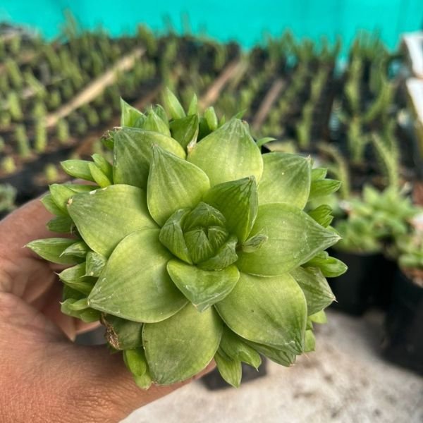 Haworthia Planifolia - Image 4