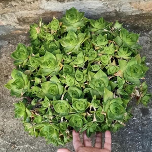 Haworthia Planifolia - Image 5