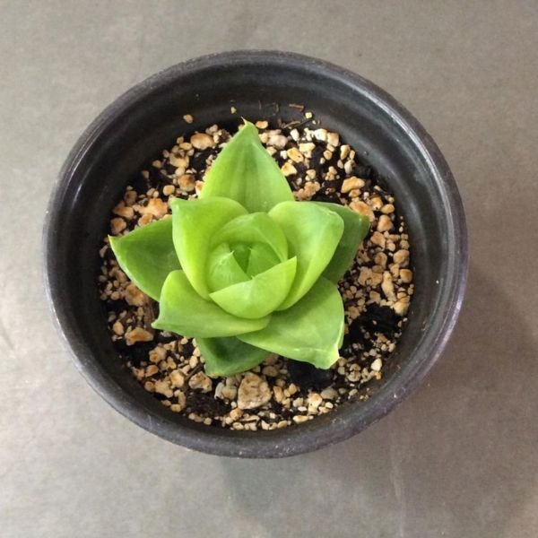 Haworthia Planifolia - Image 6