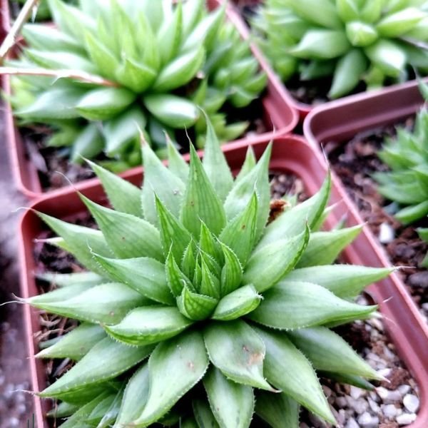 Haworthia Murumiana - Image 4