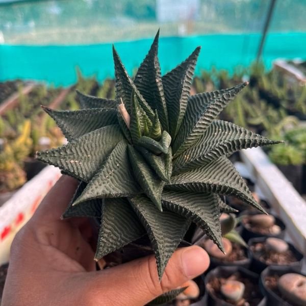 Haworthia Limifolia - Image 3