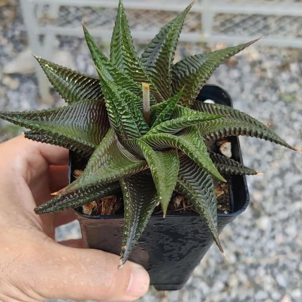 Haworthia Limifolia - Image 4