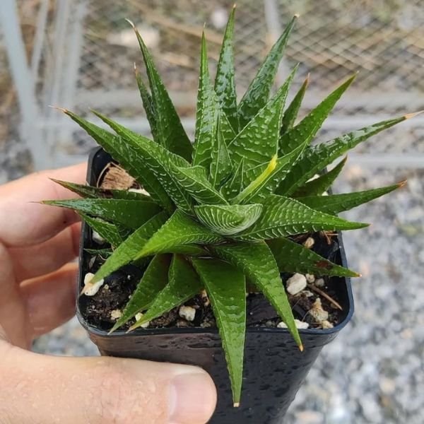 Haworthia Limifolia - Image 5