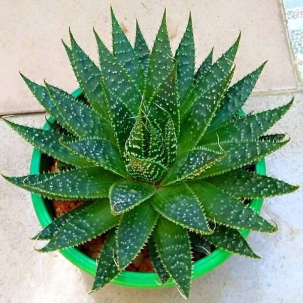 Aloe Aristata