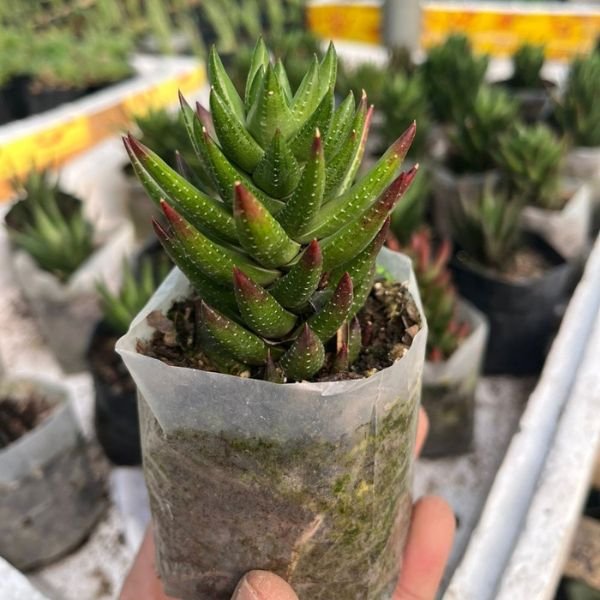 Haworthia Angustifolla Var. Liliputana - Image 4