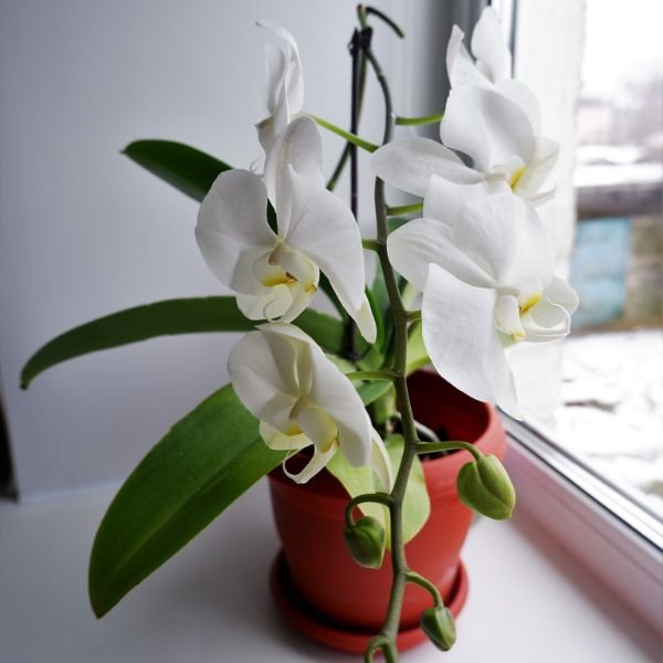 Image of Dendrobium airy combo