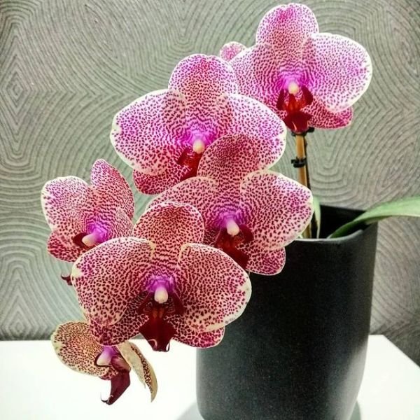 Image of phalaenopsis orchid