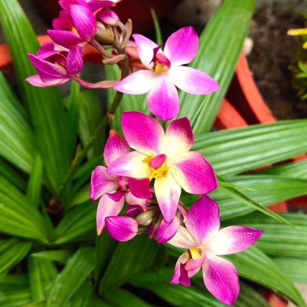 Image of Ground Orchid