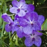 Image of Vanda Orchid