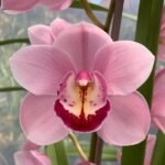 Image Of Cymbidium orchid