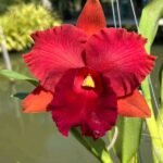 Image Of cattleya orchid