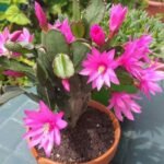 Image of Christmas Cactus