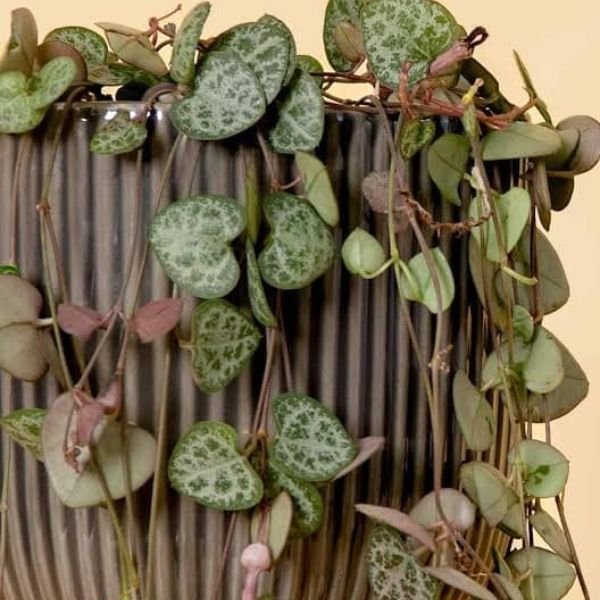 Image of Hanging Plants