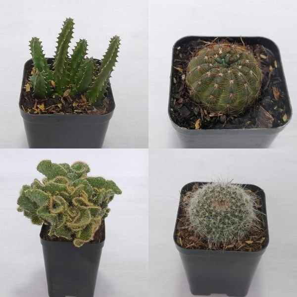 Image of cactus combo