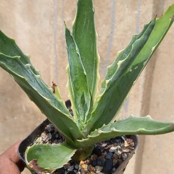 Image of agave plant