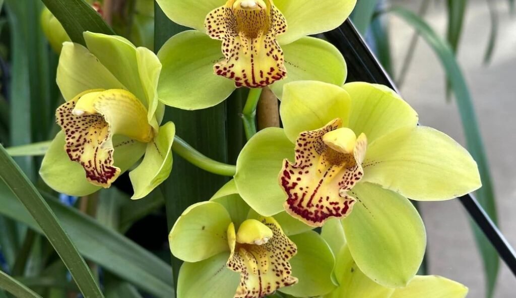 Image of Cymbidium Orchid Plant