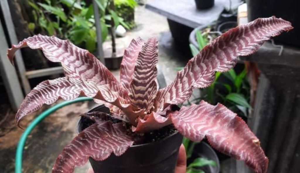 Image of Cryptanthus plant