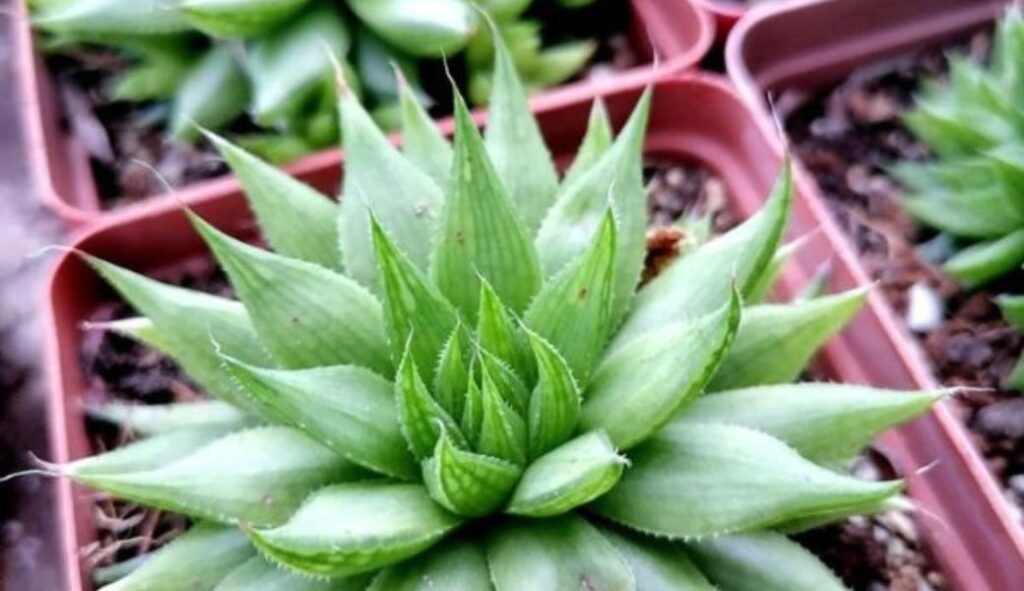 Succulent