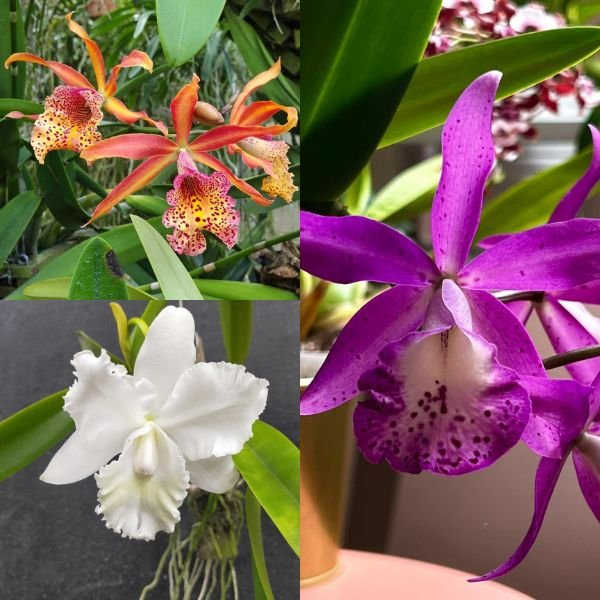 Cattleya Orchid