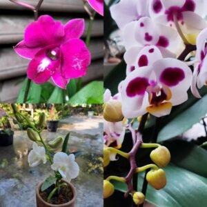 Pink-White_Red Phalaenopsis Orchid combo
