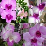 Image of Pink - White Dendrobium Orchid combo