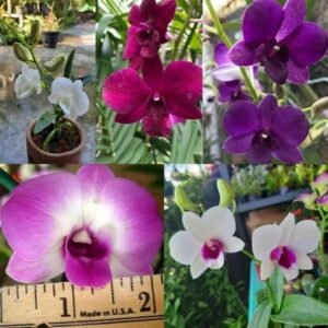 Picture of Dendrobium airy combo