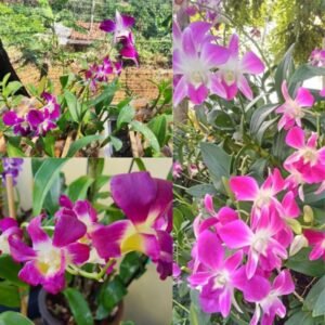 Image of Dendrobium combo