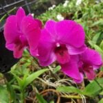 Dendrobium Panjarat Pink