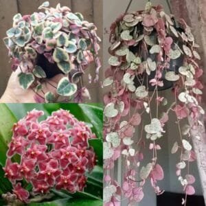 Image of Hanging plants combo
