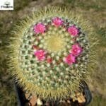 Image of Mammillaria pringlei