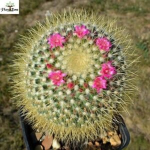 Image of Mammillaria pringlei