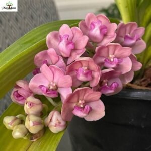 Image of Rhynchostylis Pink Blue orchid