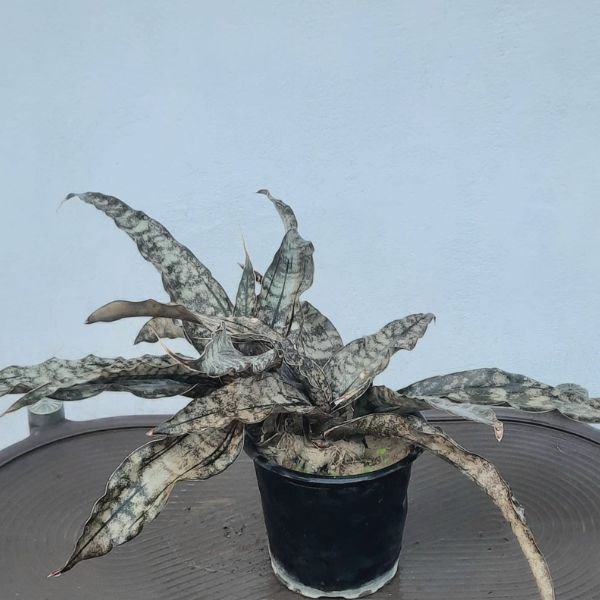 Sansevieria Coppertone indoor plant