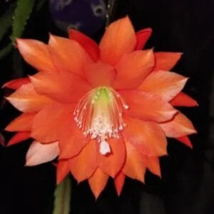 BrahmaKamal | Epiphyllum Orange