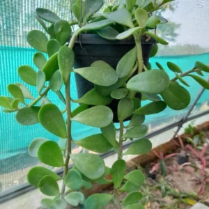 Image of Hanging Crassula