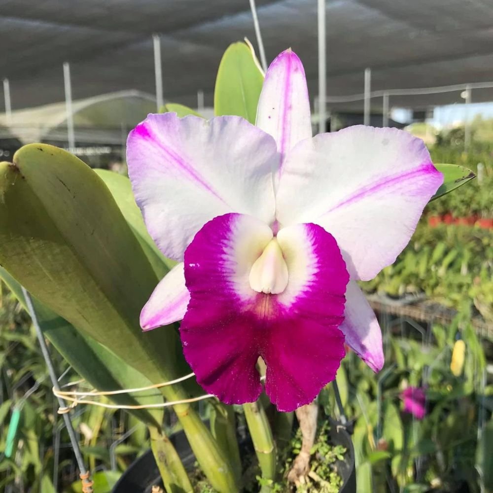 Cattleya LC. Men Robert 'Strait' - Image 4