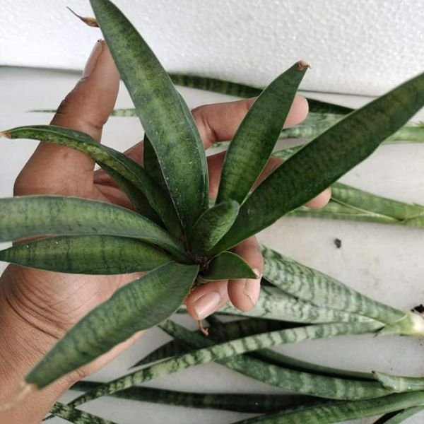 Sansevieria hybrid delhi/nymph