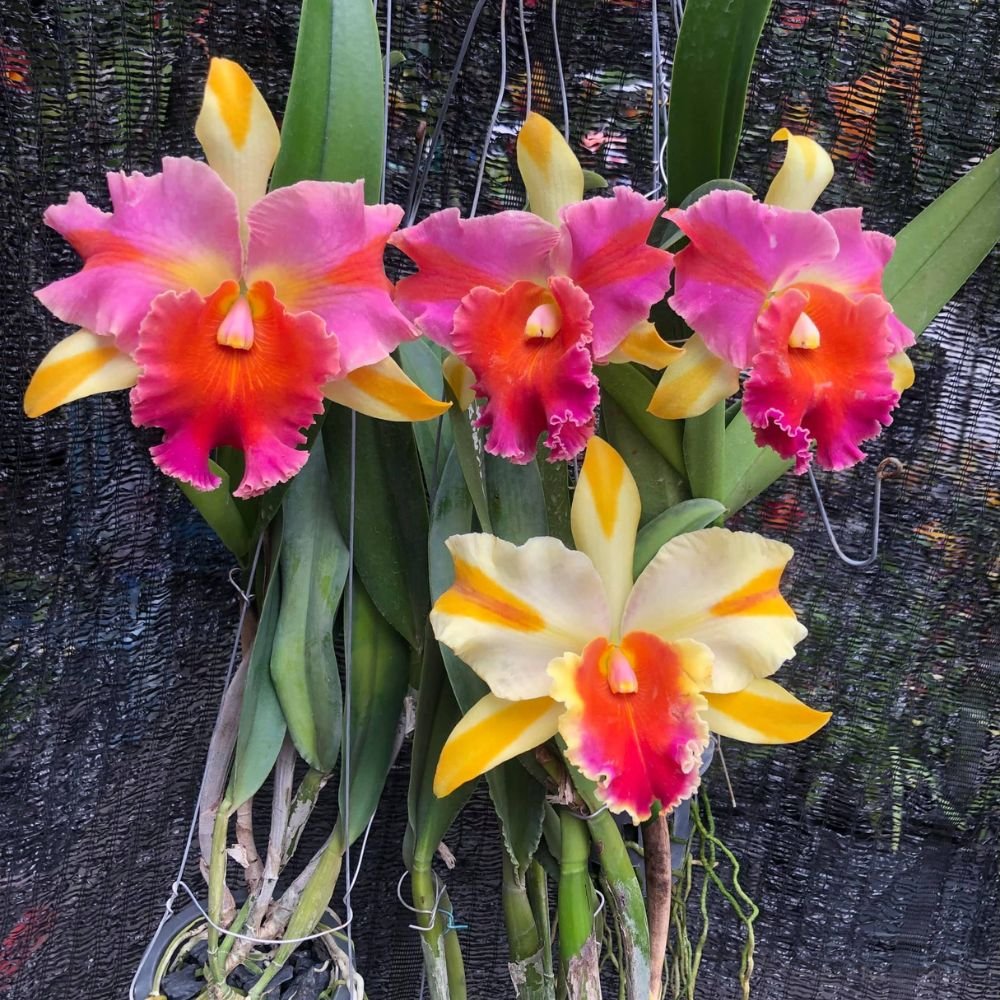 Cattleya (Rlc.) Amazing Thailand Rainbow - Image 3