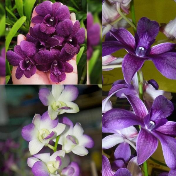 Image of Orchid Combo
