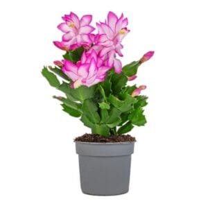 Pink Christmas Cactus