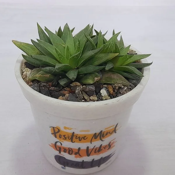 Image of Haworthia Murumiana