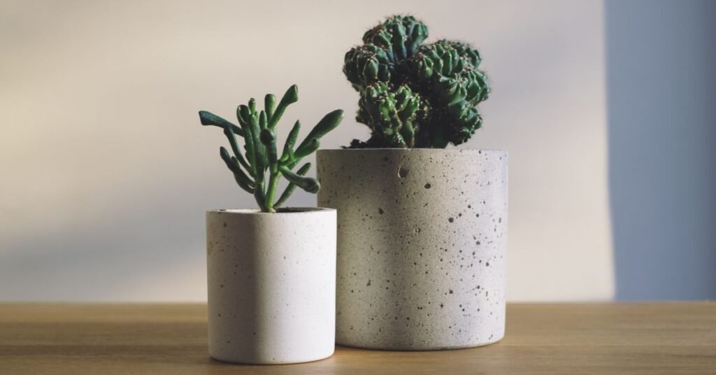 Two desk plants